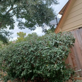 Bush Trimming by QK landscaping reviewed on August 19, 2025