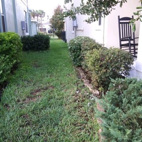Bush Trimming by GAMA Lawn Care Services reviewed on August 20, 2025