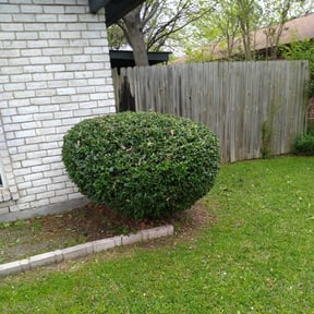 Bush Trimming by NRB Landscape Services reviewed on August 15, 2025