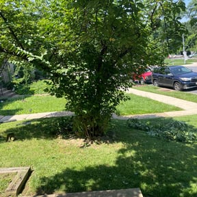 Bush Trimming by Planet one landscape & Lawncare, LLC reviewed on August 21, 2025