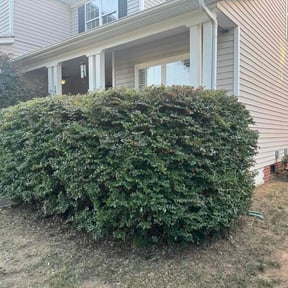 Bush Trimming by Jett Lawn Service reviewed on August 17, 2025