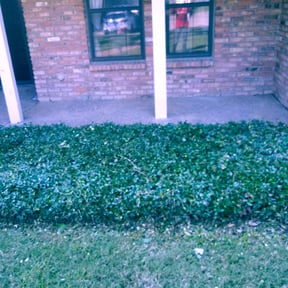 Bush Trimming by Getyourlawncut.com reviewed on August 18, 2025