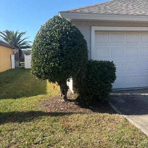 Bush Trimming by Andre Lawns reviewed on November 27, 2024