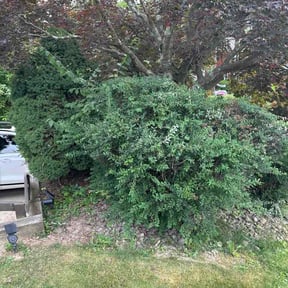 Bush Trimming by Stanley Lawns reviewed on June 16, 2026