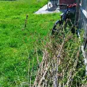 Bush Trimming by Tonio,s magic hands llc reviewed on August 19, 2025