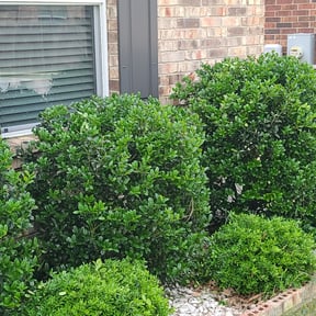 Bush Trimming by WeHaul Lawn Care and Junk Removal reviewed on August 20, 2025