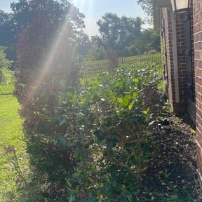 Bush Trimming by Mariscal Lawn and Landscaping LLC reviewed on August 19, 2025