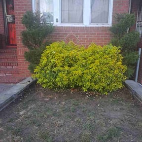 Bush Trimming by KoJawn's Lawns reviewed on April 10, 2026