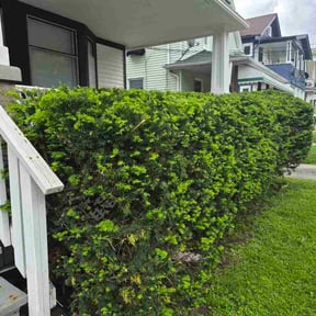 Bush Trimming by TruGreen LawnCare reviewed on May 10, 2026