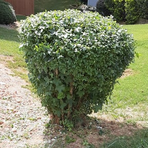 Bush Trimming by Tulsa Lawn Care reviewed on August 18, 2025