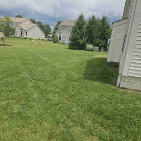 yard service by Heavenly Landscapes reviewed on November 23, 2025