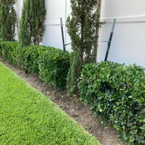 Bush Trimming by Wills Econo Lawn Service reviewed on August 20, 2025