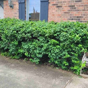 Bush Trimming by Hatchetts lawn and landscape reviewed on August 17, 2025