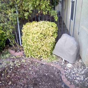 Bush Trimming by Penneys landscape reviewed on August 21, 2025