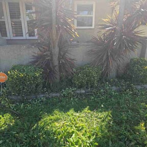 Bush Trimming by Early Risers Lawncare Service. reviewed on March 12, 2026