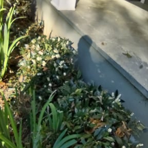 Bush Trimming by Downey Lawn and Snow reviewed on August 19, 2025