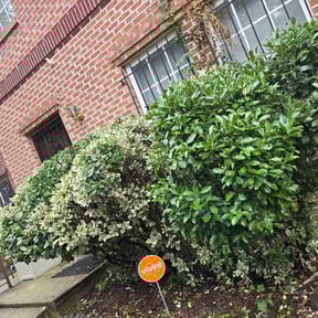 Bush Trimming by Landon Tipton reviewed on October 19, 2025