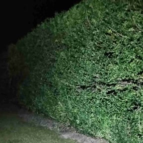 Bush Trimming by Gtemergency lawn Restorations reviewed on August 20, 2025