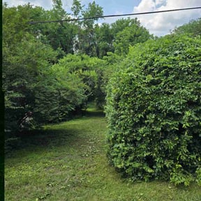 Bush Trimming by CW Unlimited Enterprise LLC reviewed on August 21, 2025