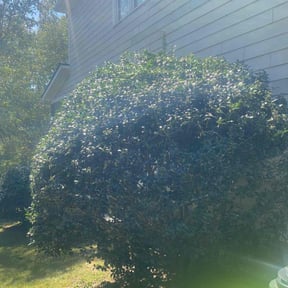 Bush Trimming by SS Junk Removal and Hauling reviewed on November 24, 2025