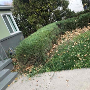 Bush Trimming by The potters hands reviewed on November 19, 2025