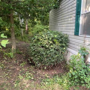 Bush Trimming by A Lawn Service reviewed on August 15, 2025