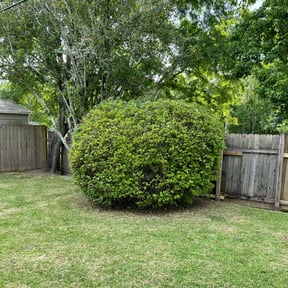 Bush Trimming by KLEAN TOUCH reviewed on August 16, 2025