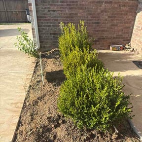Flower Bed Weeding by Kaecker Mowing Services reviewed on August 27, 2026