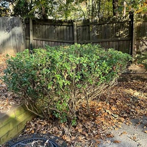 Bush Trimming by Naturefirst Landscapes LLC reviewed on November 22, 2025