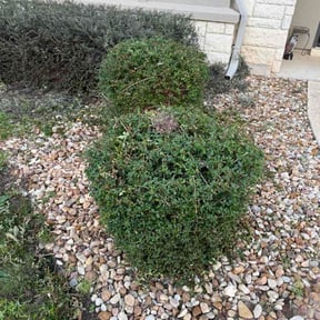 Bush Trimming by Capital turf and land reviewed on April 25, 2026