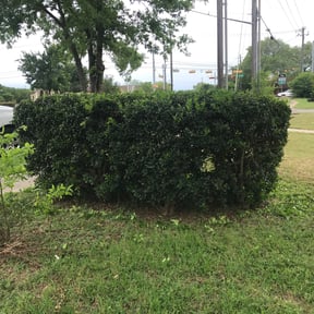 Bush Trimming by Nicoscapes reviewed on August 18, 2025