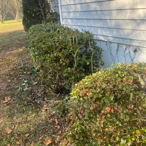 Bush Trimming by CM LANDSCAPED reviewed on August 19, 2025