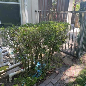 Bush Trimming by Waters Landscaping reviewed on August 21, 2025