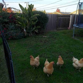 Bush Trimming by Reil Lawn Company LLC reviewed on December 11, 2025