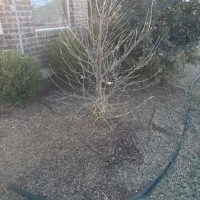 Flower Bed Weeding by Wick Solutions reviewed on November 7, 2025