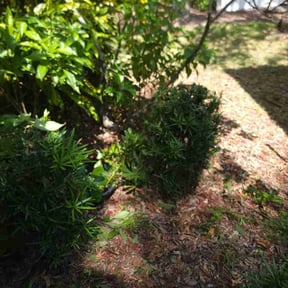 Bush Trimming by K&G Lawncare reviewed on August 18, 2025