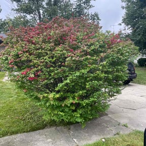 Bush Trimming by Skoots lawn care reviewed on August 15, 2025