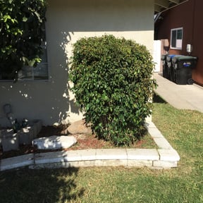 Bush Trimming by Fathers N Sons Lawn Care reviewed on August 18, 2025