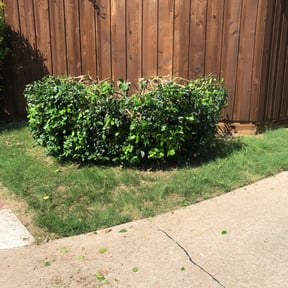 Bush Trimming by Edged2The Tee reviewed on August 19, 2025