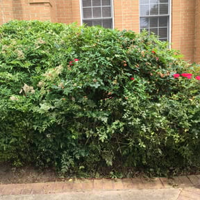 Bush Trimming by Daniel campos reviewed on August 17, 2025