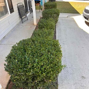 Bush Trimming by The Mowing Bro's LLC reviewed on October 19, 2025