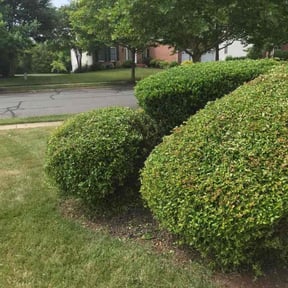 Bush Trimming by Tight Lines LawnService reviewed on August 17, 2025