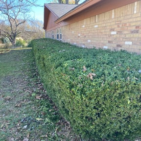 Bush Trimming by Rosedale Lawn reviewed on August 21, 2025