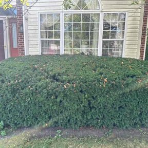 Bush Trimming by Matus lawncare reviewed on November 18, 2025