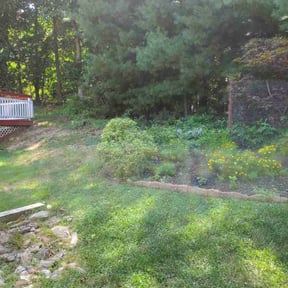 Bush Trimming by TMD ELITE PROPERTY PRESERVATION LLC reviewed on August 16, 2025
