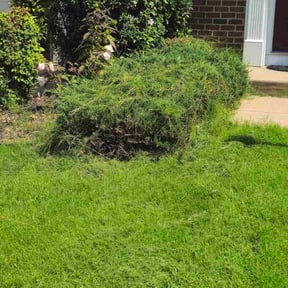 Bush Trimming by Tilcco reviewed on October 21, 2025