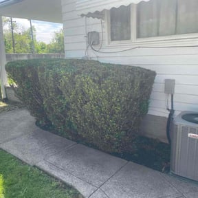 Bush Trimming by Wise Choice Landscaping LLC reviewed on August 14, 2025