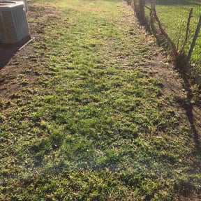 Leaf Removal by JJ Trees LLC reviewed on June 29, 2026