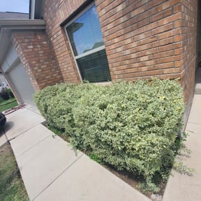 Bush Trimming by Ground Control Lawn Care & Landscaping reviewed on August 19, 2025