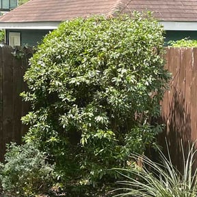 Bush Trimming by t&amp;g custom carpentry reviewed on June 17, 2026